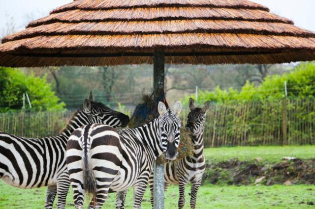 Chic 2 Bed Peak District Cottage Barn Near Alton Towers, Polar Bears, Chatsworth House Leek Bagian luar foto