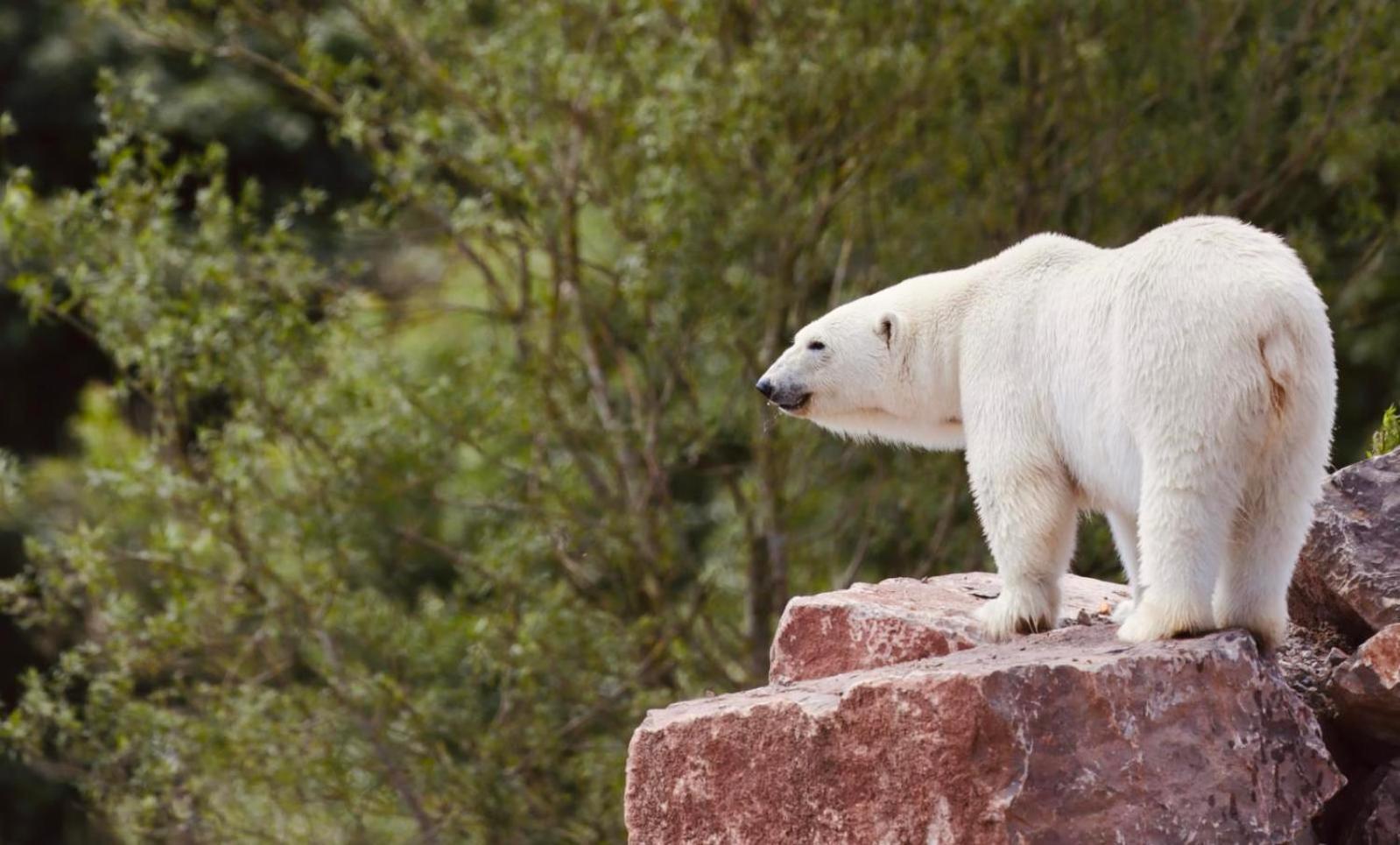 Chic 2 Bed Peak District Cottage Barn Near Alton Towers, Polar Bears, Chatsworth House Leek Bagian luar foto